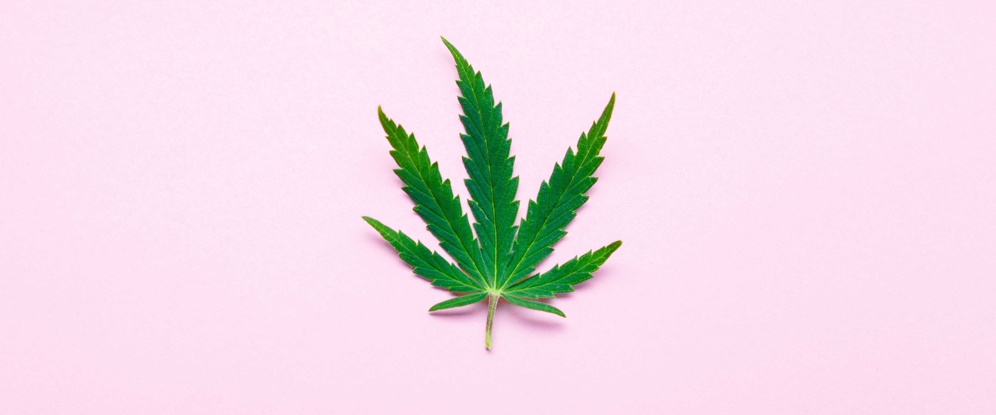 Marijuana leaf on pink background