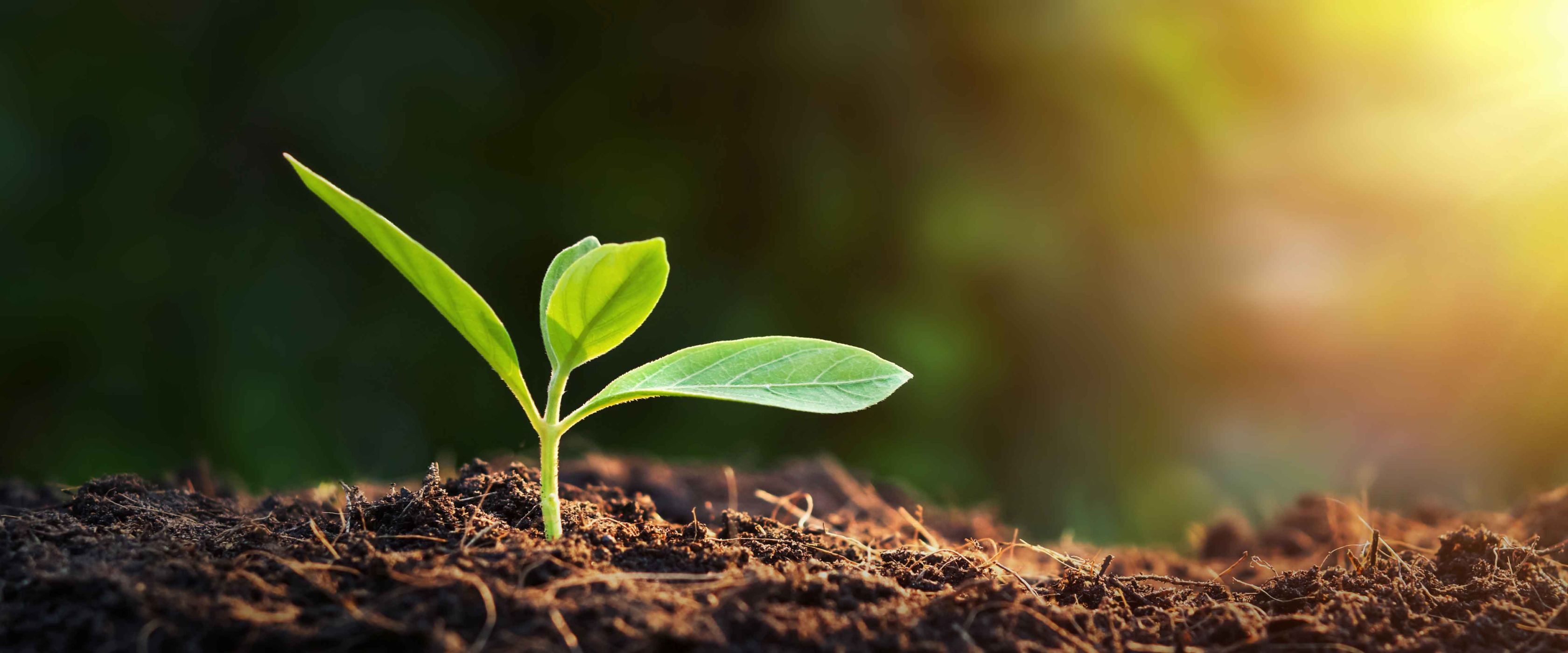 Earth Day Sprout