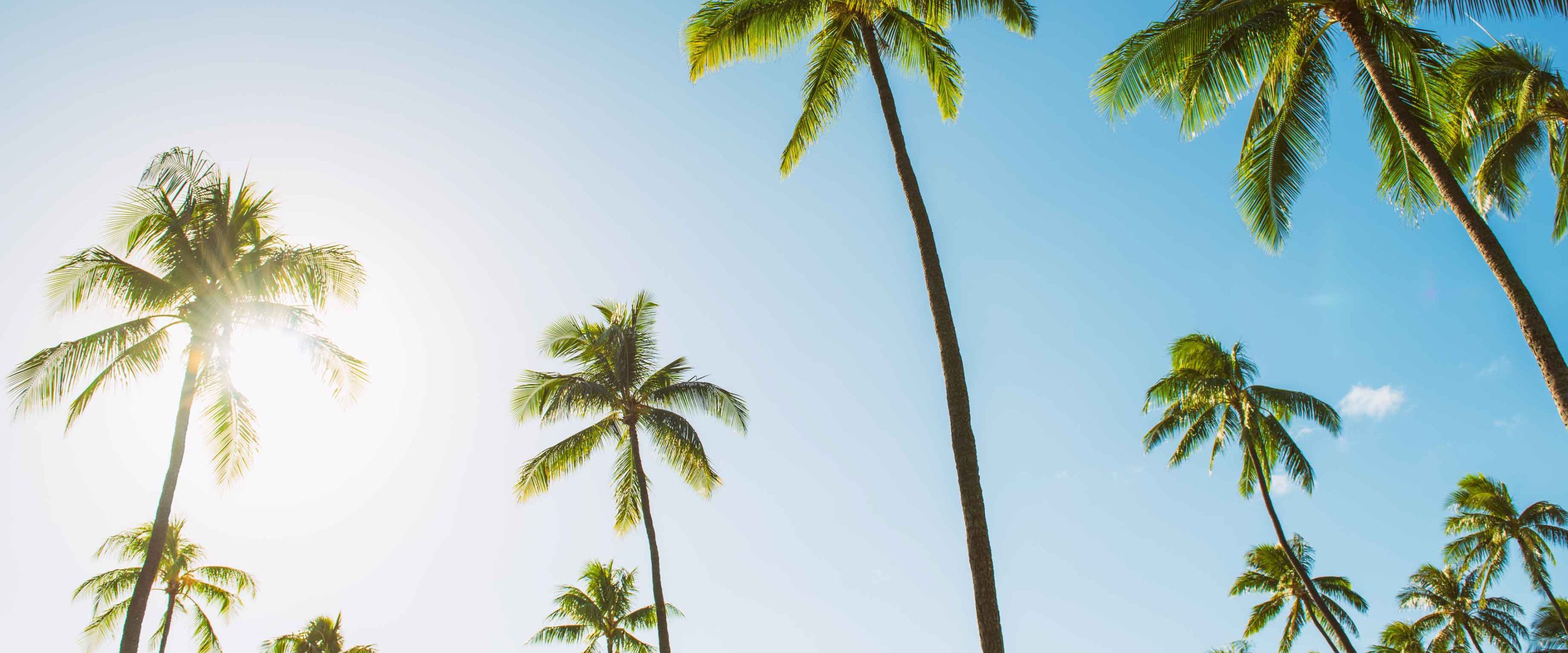Palm trees and a blue sky