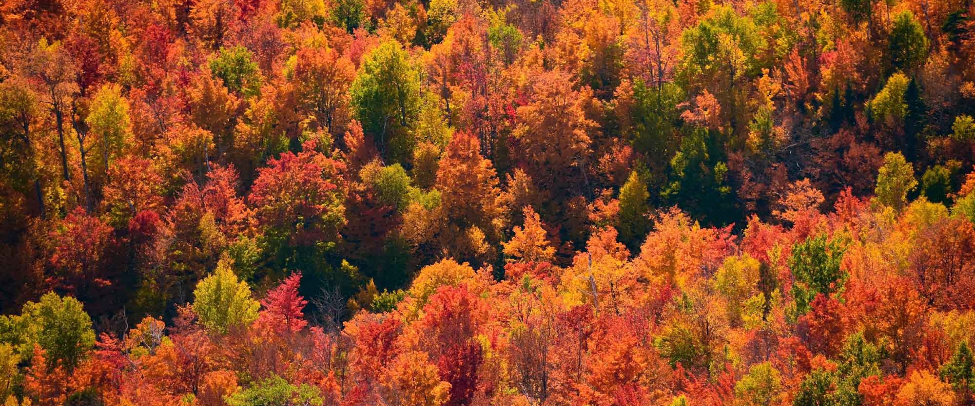 Fall foliage