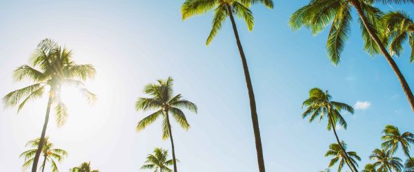 Palm trees and a blue sky