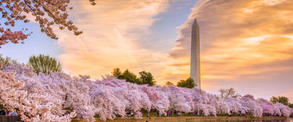 Cherry blossoms in washington dc