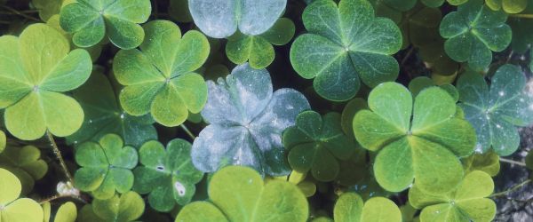 4 leave clovers