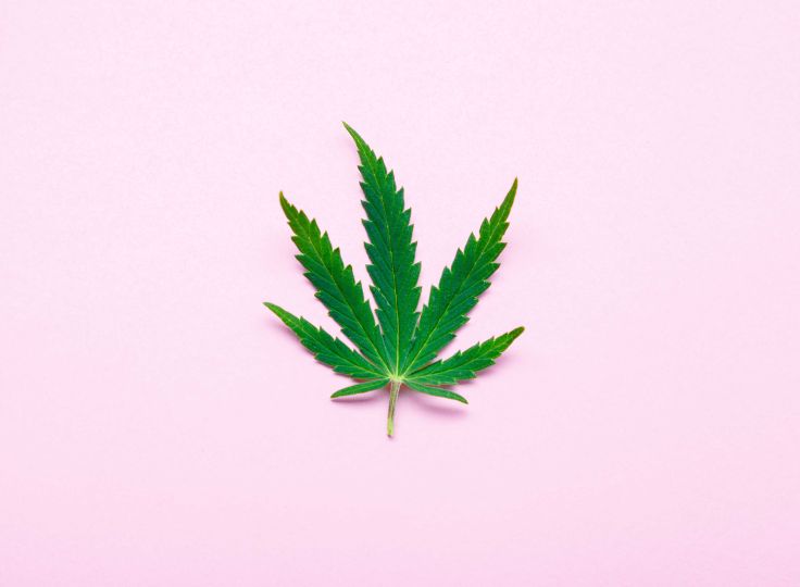 Marijuana leaf on pink background