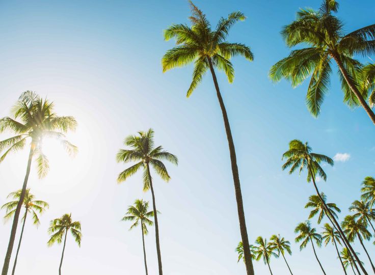 Palm trees and a blue sky