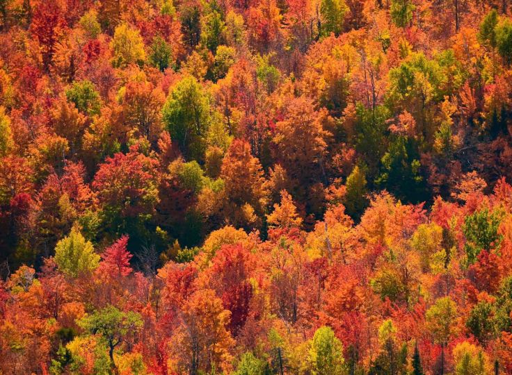 Fall foliage