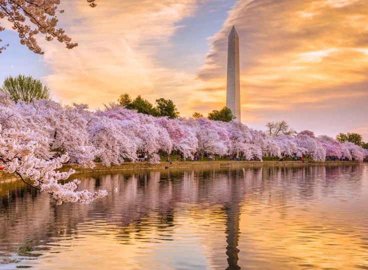 Cherry blossoms in washington dc