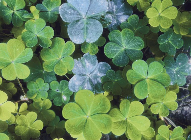 4 leave clovers