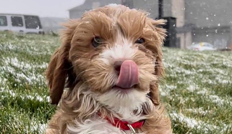 Dog with its tongue out