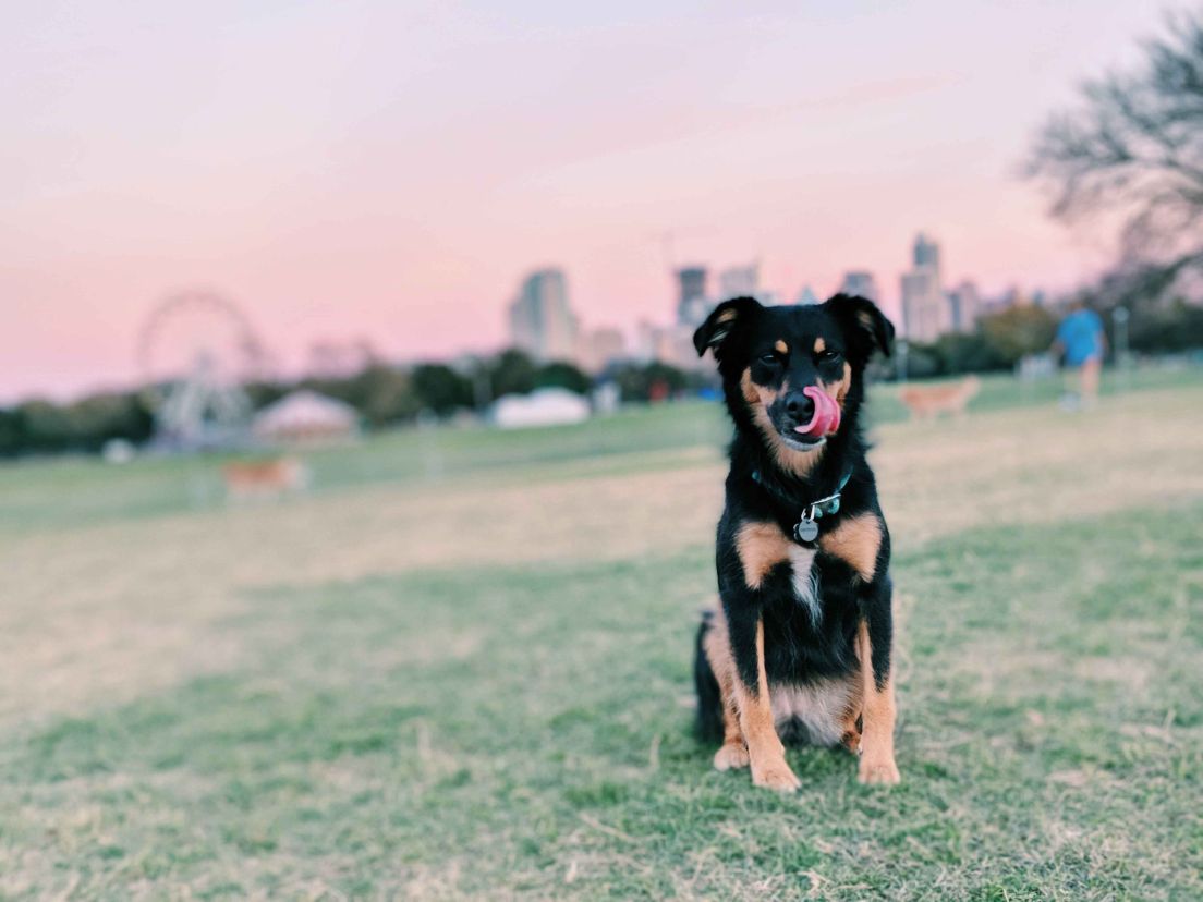 Dog in front of Austin skyline
