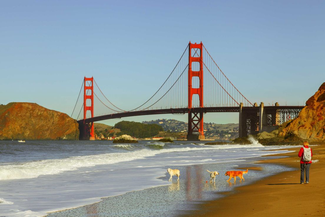 Dogs on beach in front of golden gate bridge