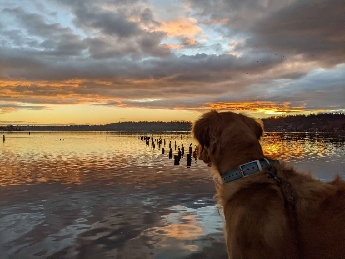 Dog overlooking water