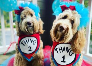 Dogs in costumes